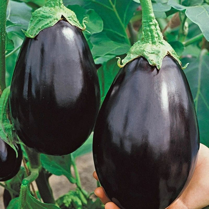 Eggplant
