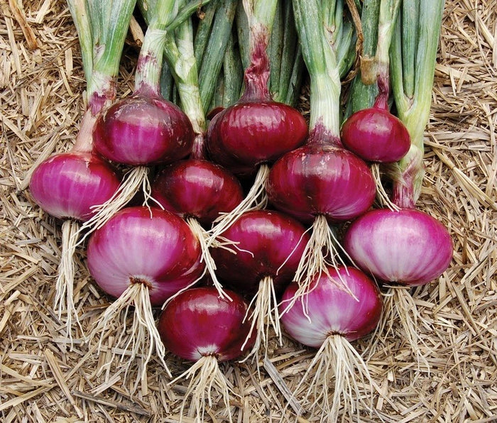 Onions/Leek