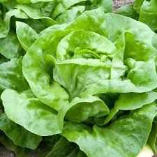 Lettuce/Salad Greens