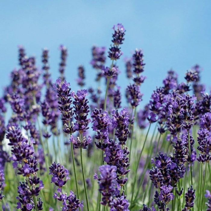 Herbs