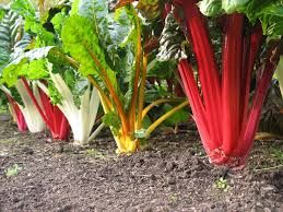 Swiss Chard