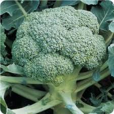 Broccoli