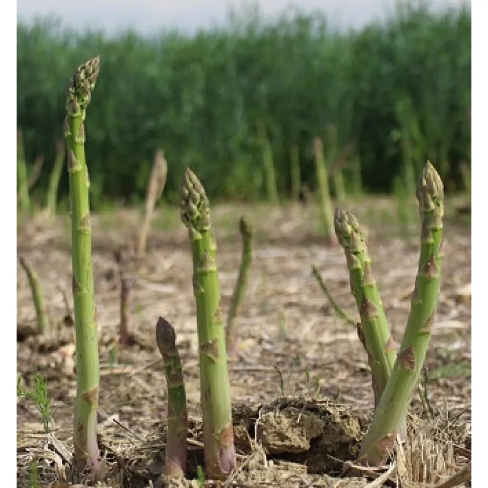 What You Need to Know About Growing Asparagus