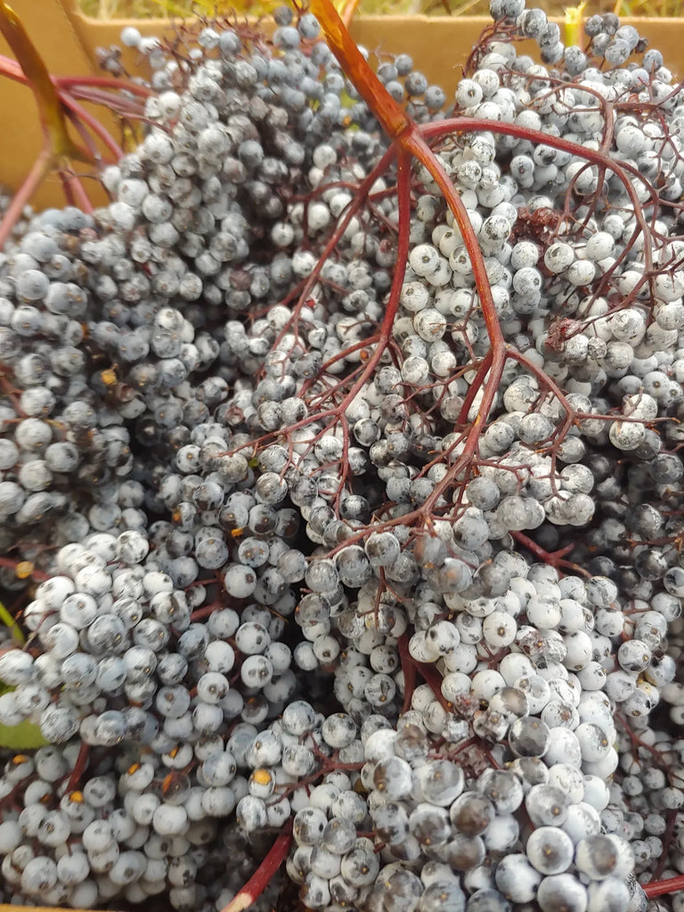 Elderberry Harvest 2020