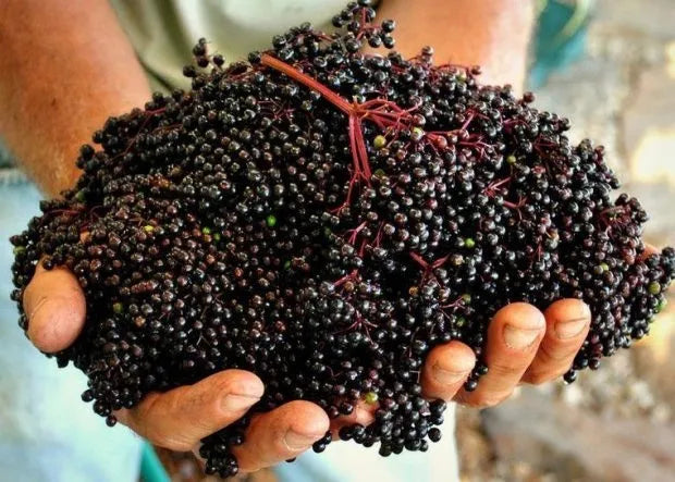 Health Benefits of Elderberries