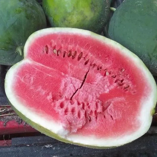 On a Hot Day Everyone Needs Water. But Watermelon Is Better!