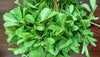 Fenugreek