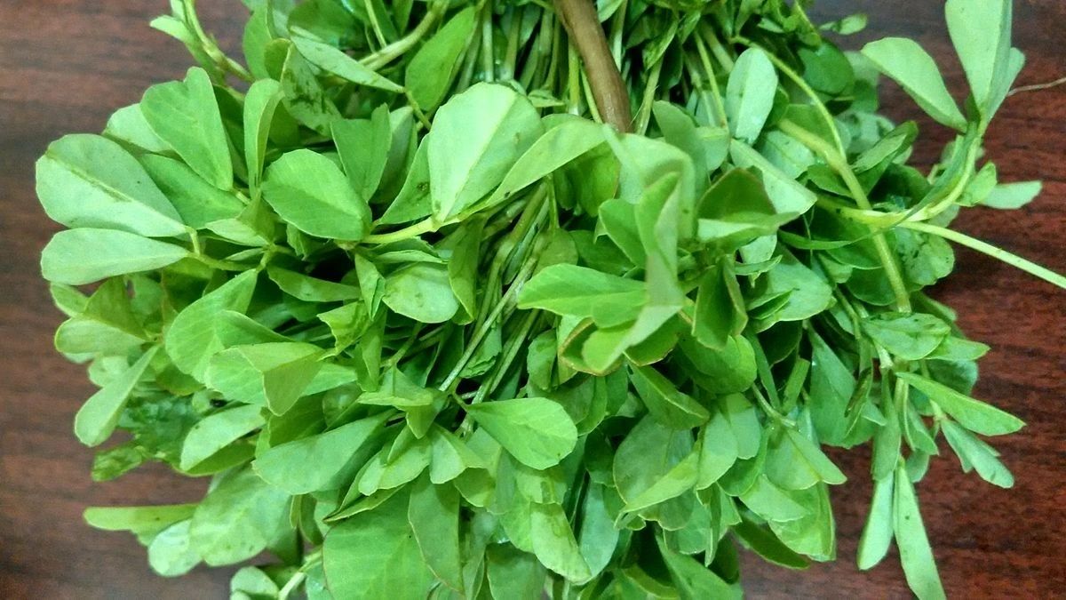 Fenugreek