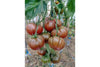 Black Brandywine Tomato