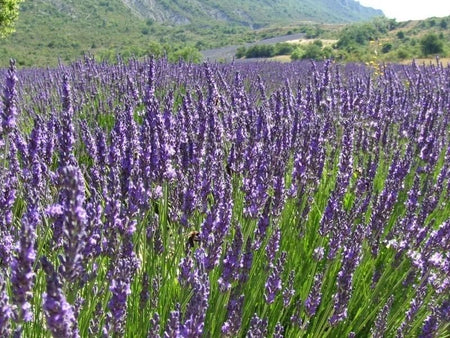 Lavender Vera