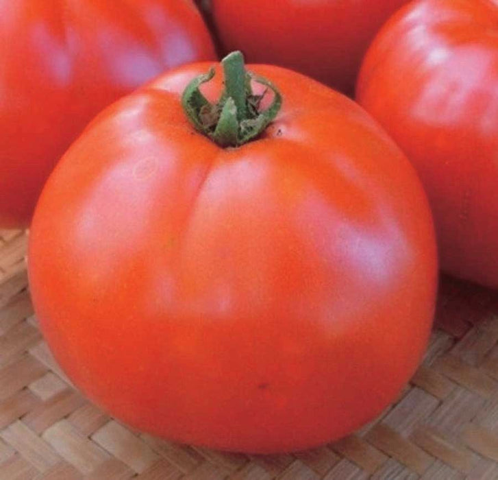 Manitoba Tomato