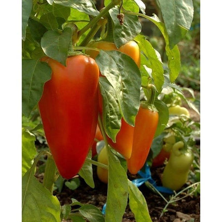 Romanian Sweet Pepper