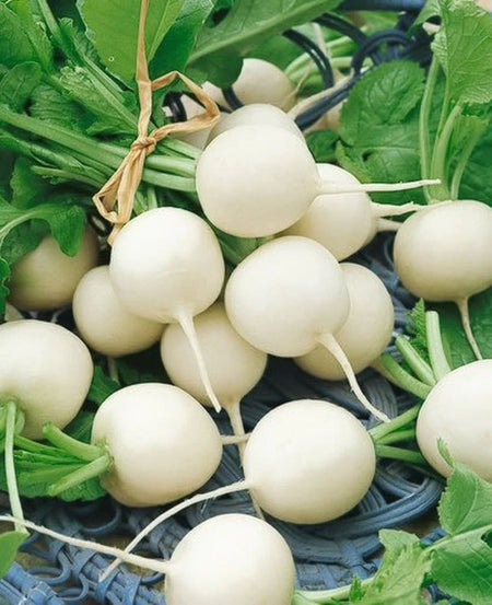 Hailstone Radish