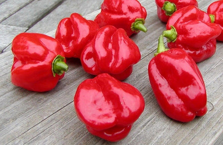 Habanero Caribbean Red Pepper