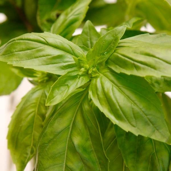 Lime Basil