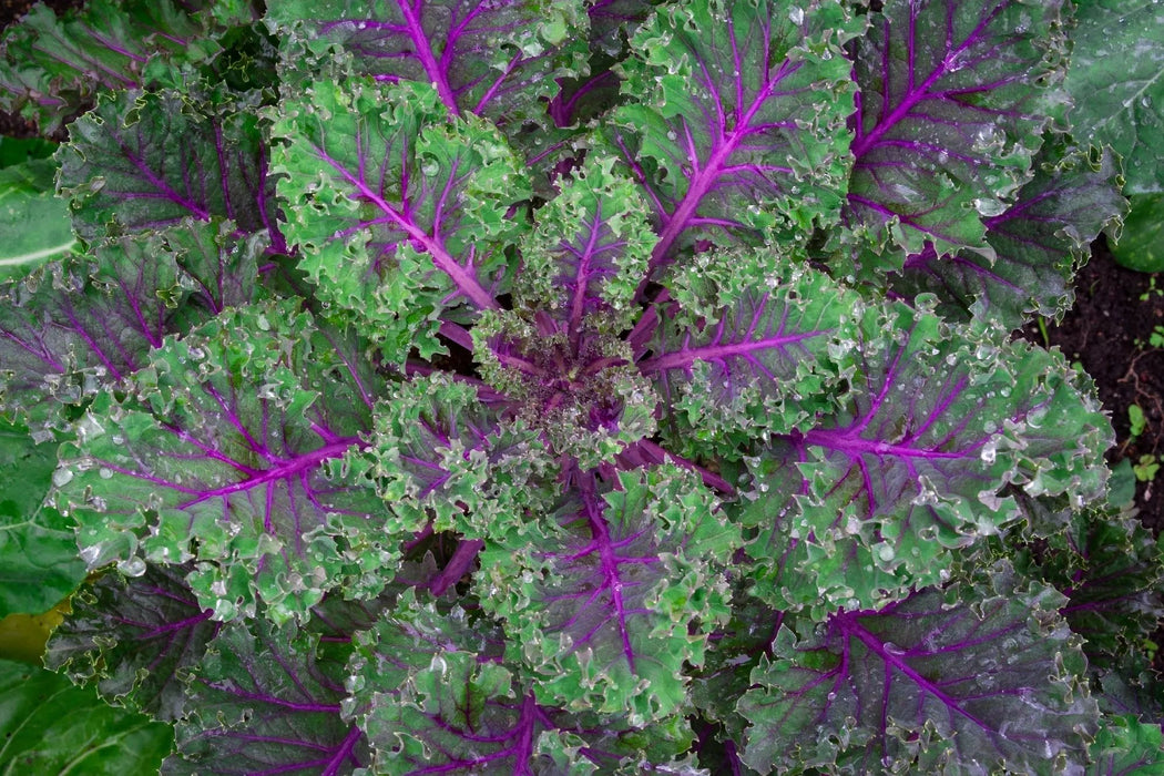 Red Russian Kale