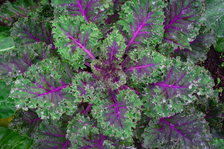 Red Russian Kale