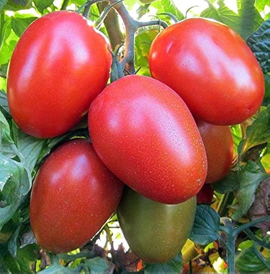 Italian Roma Bush Italian Roma Tomato– Clearwater Valley Seeds