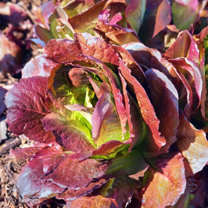 Red Romain Lettuce