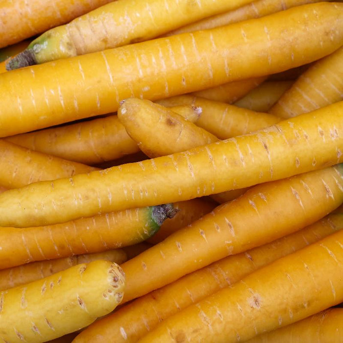 Solar Yellow Carrot