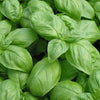 Genovese Basil