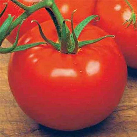 Ace 55 Tomato