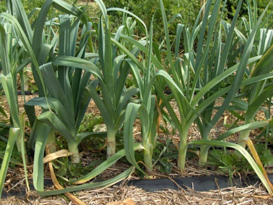 American Flag Leek