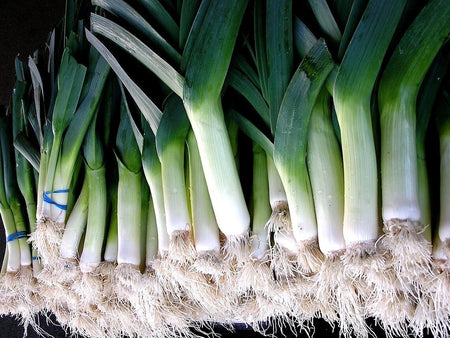 American Flag Leek