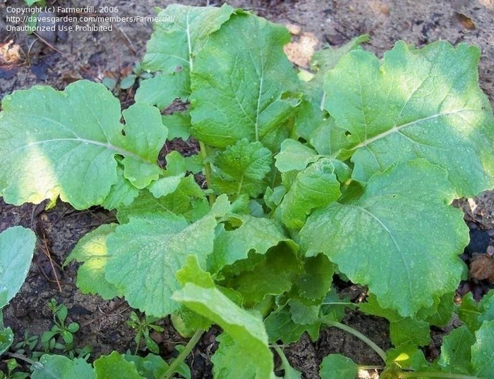 Turnips/Rutabaga