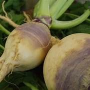 American Purple Top Rutabaga