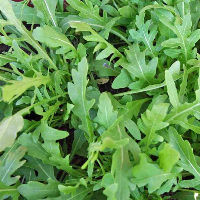 Arugula Roquette