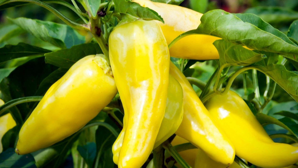 Sweet Banana Pepper