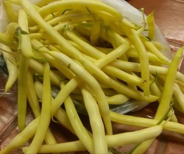 Cherokee Wax Yellow Bush Bean