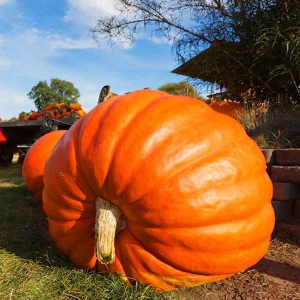 Big Max Pumpkin