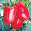 Big Red Sweet Pepper