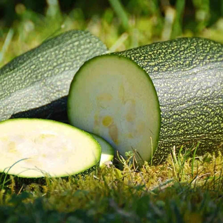 Black Beauty Zucchini