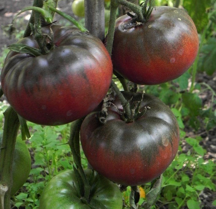 Black Krim Tomato