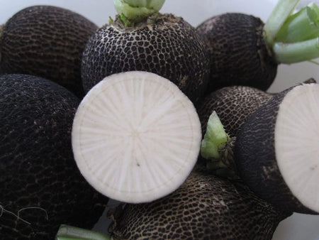 Black Spanish Round Radish