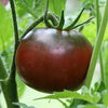 Black Krim Tomato