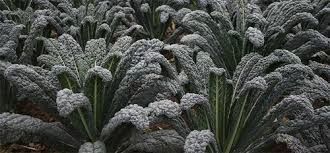 Lacinato/Black Tuscan Kale