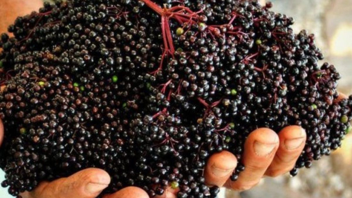 Citrus Mint Elderberry Syrup Kit