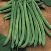 Blue Lake 274 Bush Bean