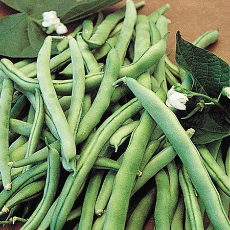 Blue Lake 274 Bush Bean