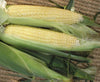 Bodacious R/M Sweet Corn ***OUR ONLY HYBRID SEED***