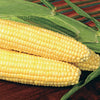 Bodacious R/M Sweet Corn ***OUR ONLY HYBRID SEED***