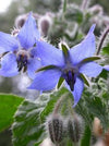 Borage