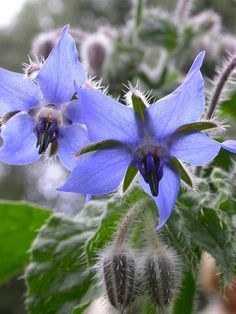 Borage