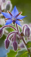 Borage