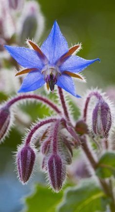 Borage