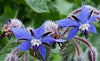 Borage